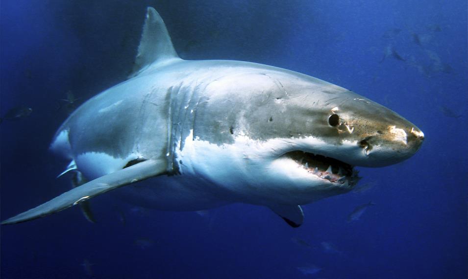Go cage diving with Great White Sharks on the coast. 